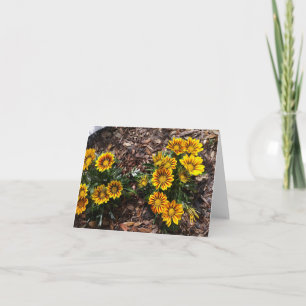 Vivid yellow Gazania flowers on a blank note card