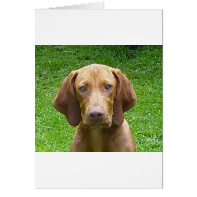 vizsla (Front)