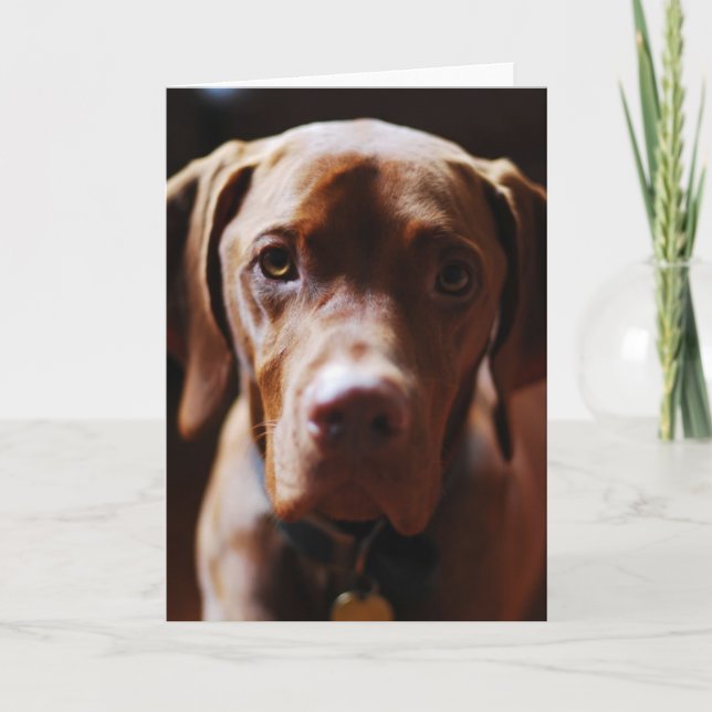 Vizsla - And they call it puppy love Card (Front)