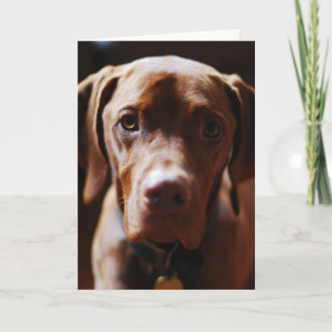 Vizsla - And they call it puppy love Card