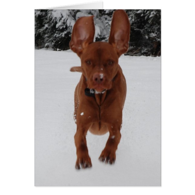 Vizsla - Big ears (Front)