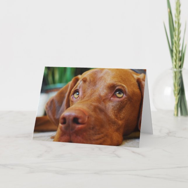 VIZSLA - blank card (Front)