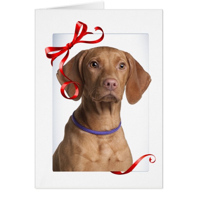 Vizsla Christmas Card (Front)