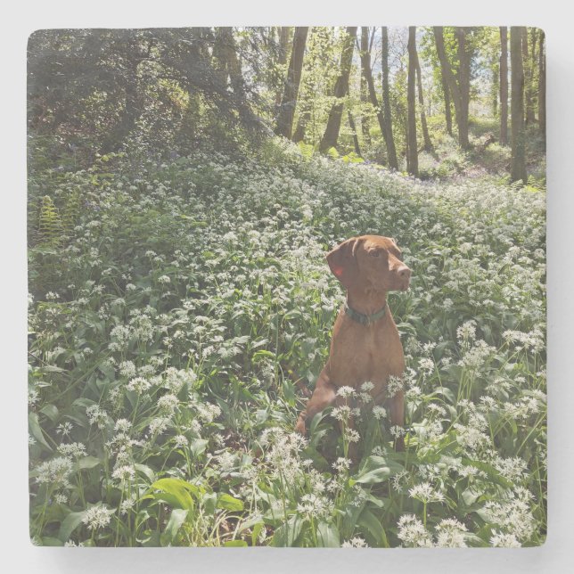 Vizsla Coaster (Front)