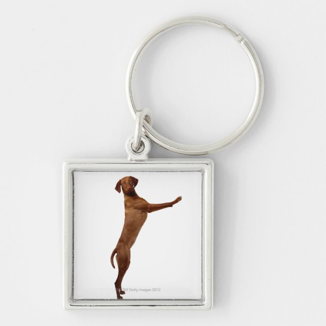 Vizsla Dog Key Ring (Front)