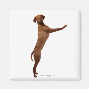 Vizsla Dog Magnet