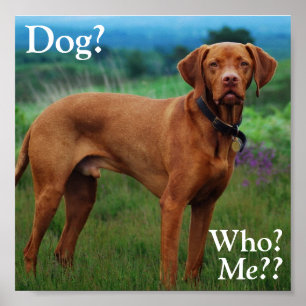 Vizsla - Dog?, Who?, Me?? Poster