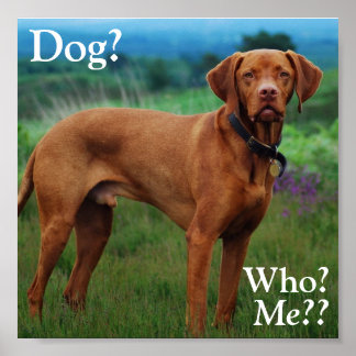 Vizsla - Dog?, Who?, Me?? Poster