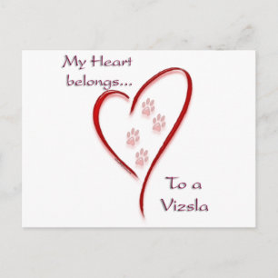 Vizsla Heart Belongs Postcard