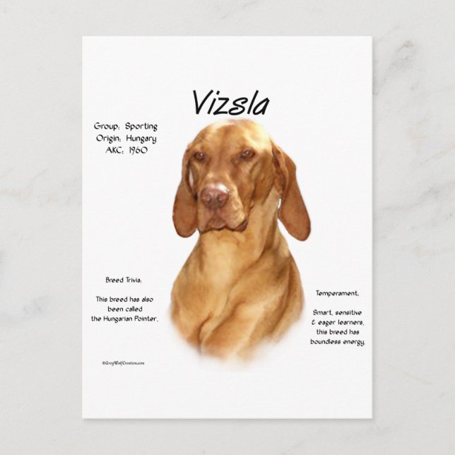 Vizsla History Design Postcard (Front)