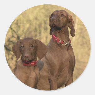 Vizsla Hound Dogs - Hunting Hounds - Classic Round Sticker