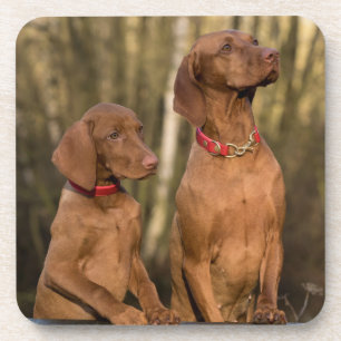 Vizsla Hound Dogs - Hunting Hounds -  Coaster