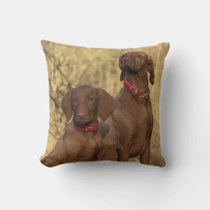 Vizsla Hound Dogs - Hunting Hounds -  Cushion