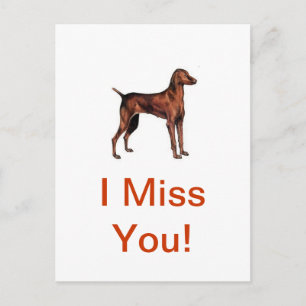 Vizsla Postcard