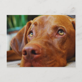 VIZSLA - postcard