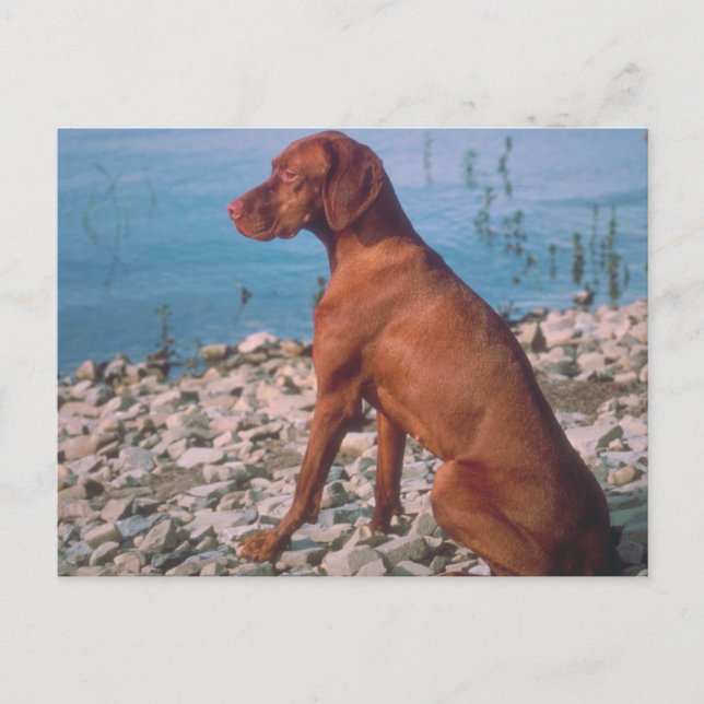 Vizsla Postcard (Front)