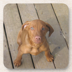 vizsla puppy coaster