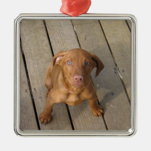 vizsla puppy metal ornament