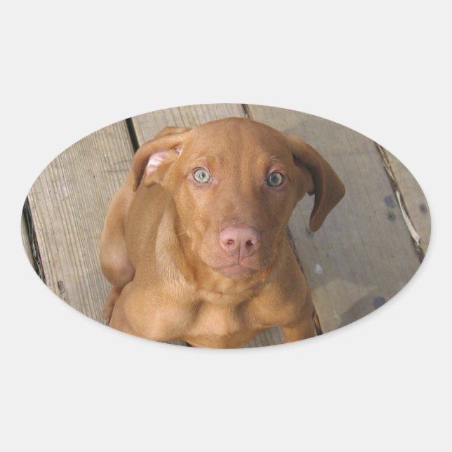 vizsla puppy oval sticker (Front)
