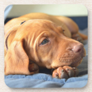 Vizsla Puppy Resting On Its Paw Coaster