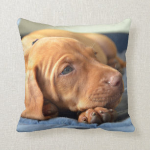 Vizsla Puppy Resting On Its Paw Cushion