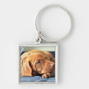 Vizsla Puppy Resting On Its Paw Key Ring