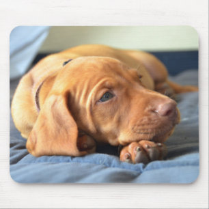 Vizsla Puppy Resting On Its Paw Mouse Pad