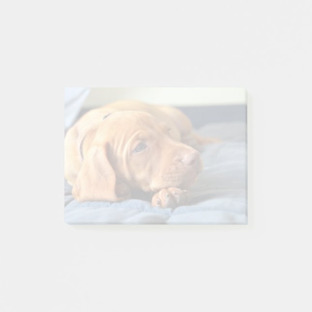Vizsla Puppy Resting On Its Paw Post-it Notes (Front)