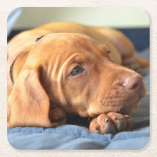 Vizsla Puppy Resting On Its Paw Square Paper Coaster