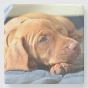 Vizsla Puppy Resting On Its Paw Stone Coaster