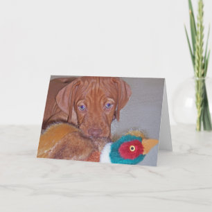 Vizsla Puppy with Pheasant Greeting Card (photo)