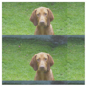 vizsla sitting.png fabric