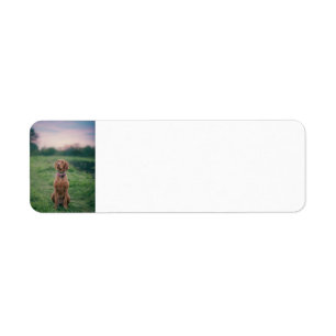 vizsla sitting return address label