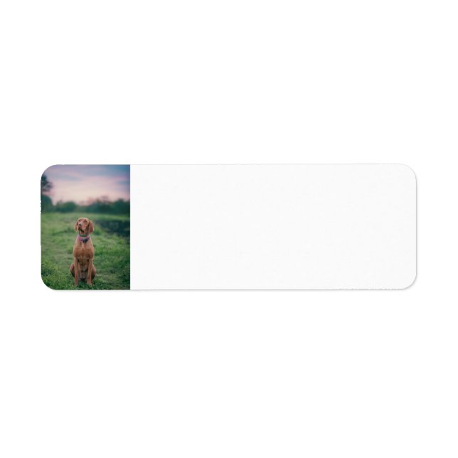 vizsla sitting return address label (Front)
