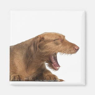 Vizsla yawning in front of white back ground magnet