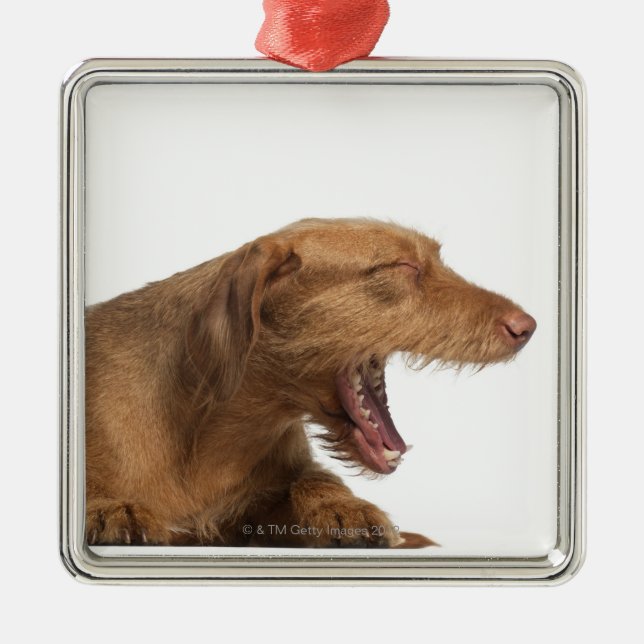 Vizsla yawning in front of white back ground metal ornament (Front)