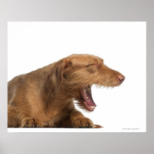 Vizsla yawning in front of white back ground poster