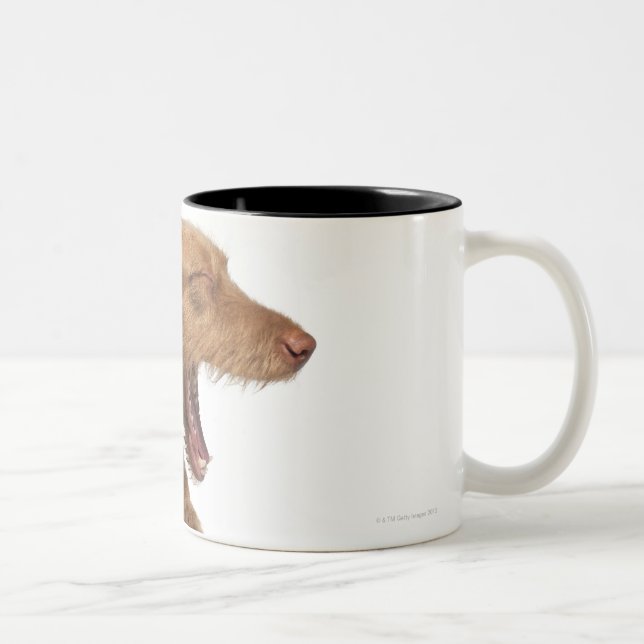 Vizsla yawning in front of white back ground Two-Tone coffee mug (Right)
