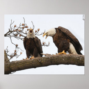 Vocalising Bald Eagle Pair Poster