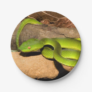 Vogel's Pit Viper Paper Plate