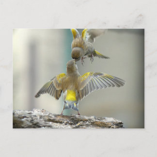 vogels postcard