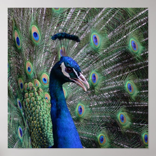 Vogue Poster (Front)