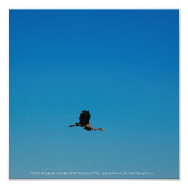 Volant Photo Print (Front)