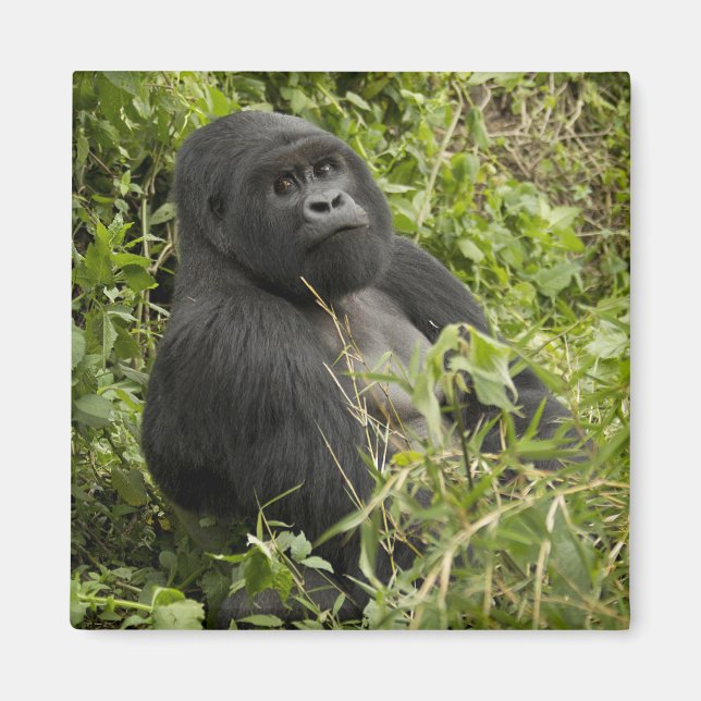Volcanoes National Park, Mountain Gorilla Magnet (Front)