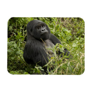 Volcanoes National Park, Mountain Gorilla Magnet