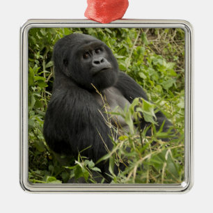 Volcanoes National Park, Mountain Gorilla Metal Ornament