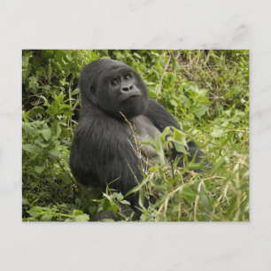 Volcanoes National Park, Mountain Gorilla Postcard