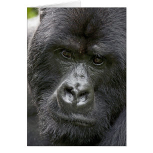 Volcanoes NP, Rwanda, Mountain Gorillas,