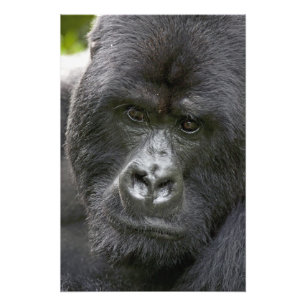 Volcanoes NP, Rwanda, Mountain Gorillas, Photo Print