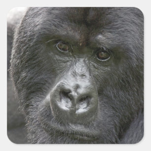 Volcanoes NP, Rwanda, Mountain Gorillas, Square Sticker